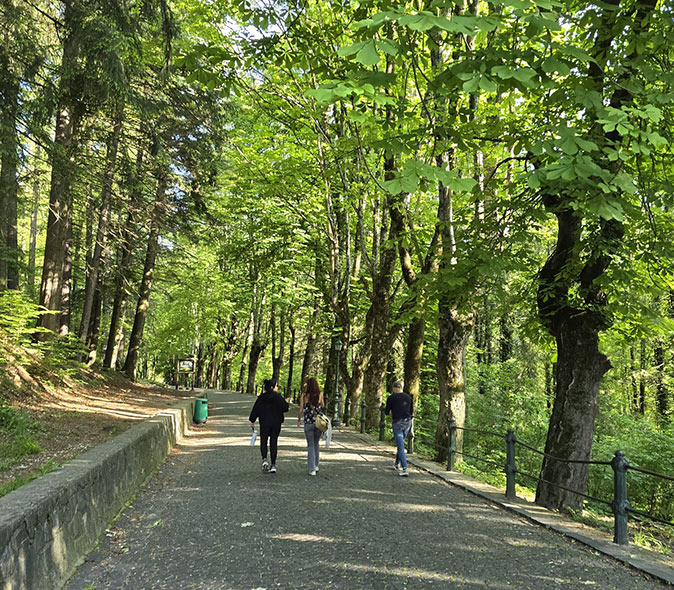 Going on a walk with some of the digital nomads during the retreat A few people walking on a wide path surrounded by tall green trees