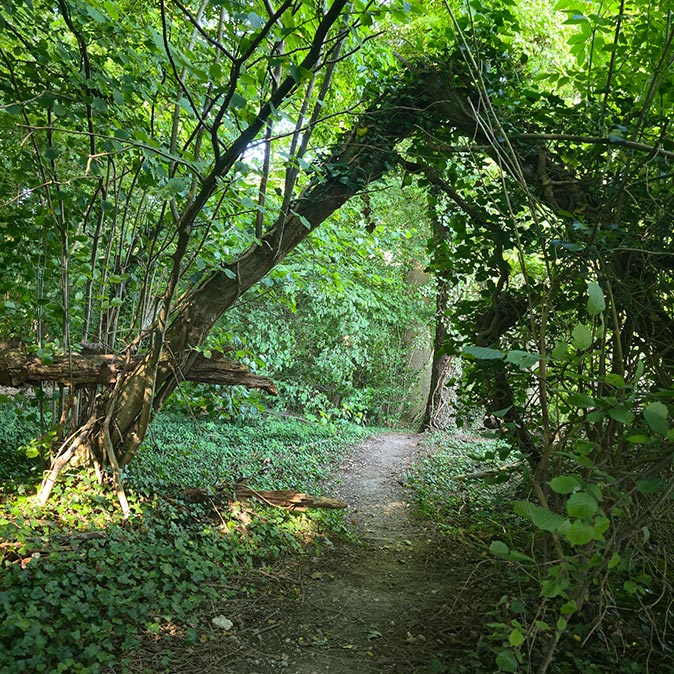 A narrow trail surrounded by greenery and a fallen tree