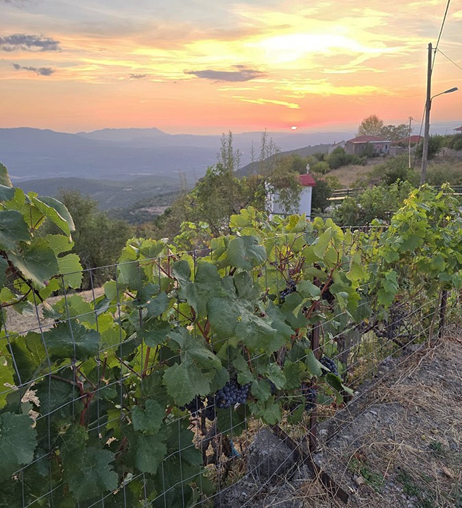 Enjoying the sunset at our coliving in Greece The sunset over a green valley with grape vines in the foreground