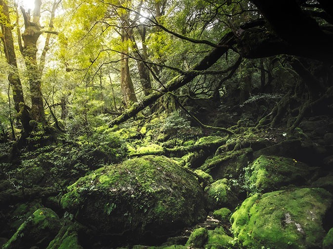 A dark green forest with large boulders overgrown with moss