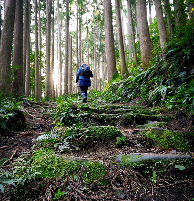 Hiking as part of wellness travel in Japan A woman in a blue coat hiking a trail in a forest, overgrown by moss, with tall, thin trees in the background