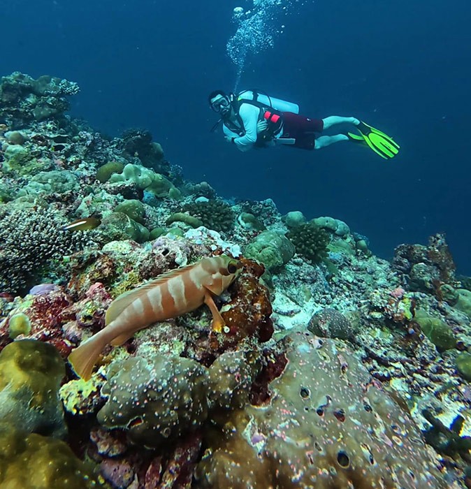 A scuba diver in the background, with a coral reef and a brown grouper in the foreground