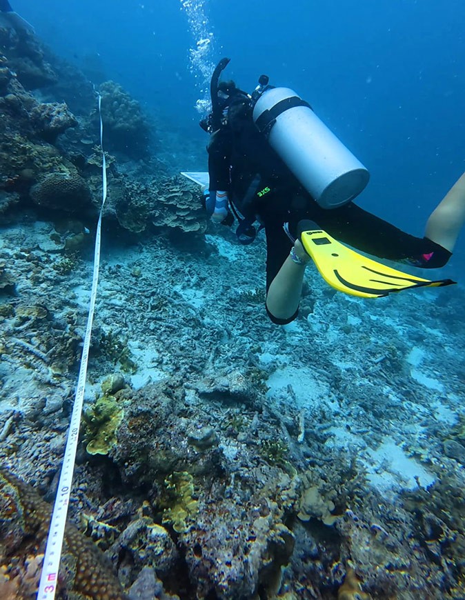 A scuba diver diving next to a coral reef with a long tape measure over it