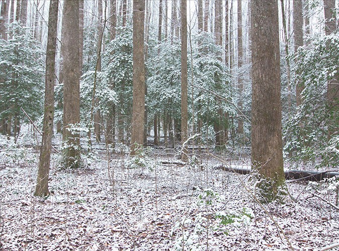 Winter can be a good time to visit Gatlinburg A forest with tall trees and some snow on the ground and on the trees