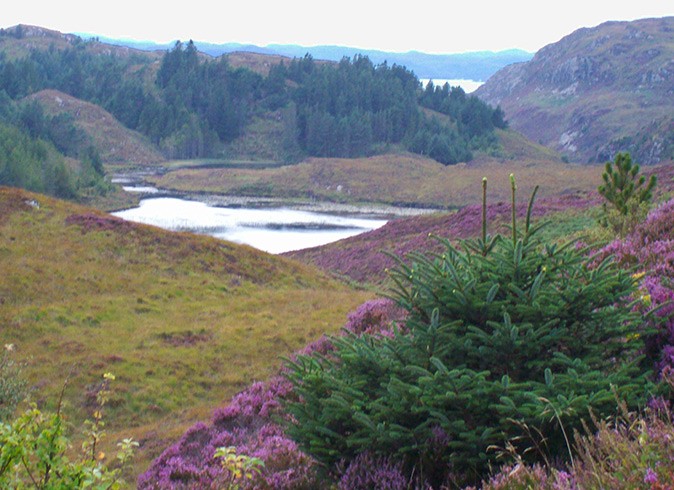 The stunning landscape of Scotland is one of the things that makes the UK worth visiting A green, hilly landscape with a large lake and some purple flowers in the foreground