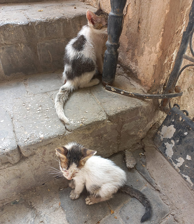 Downsides of living in Morocco Two small, skinny white and gray cats sitting on concrete stairs