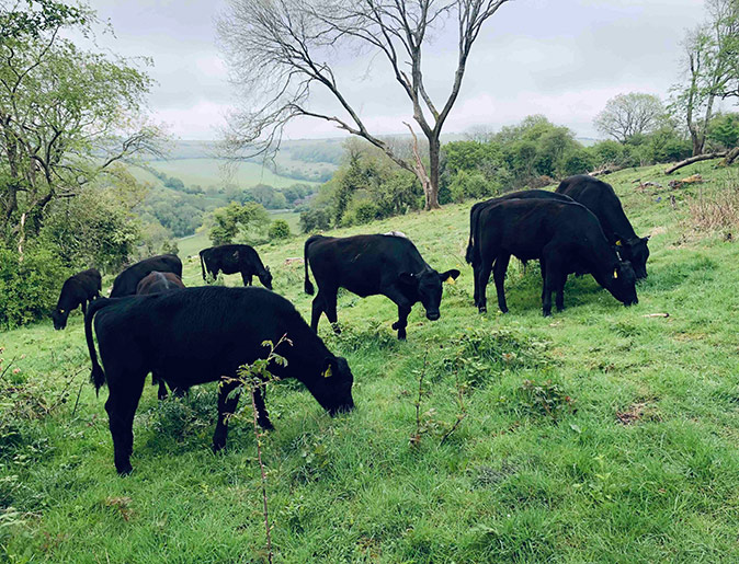 Several black cows on a green hill with trees in the background