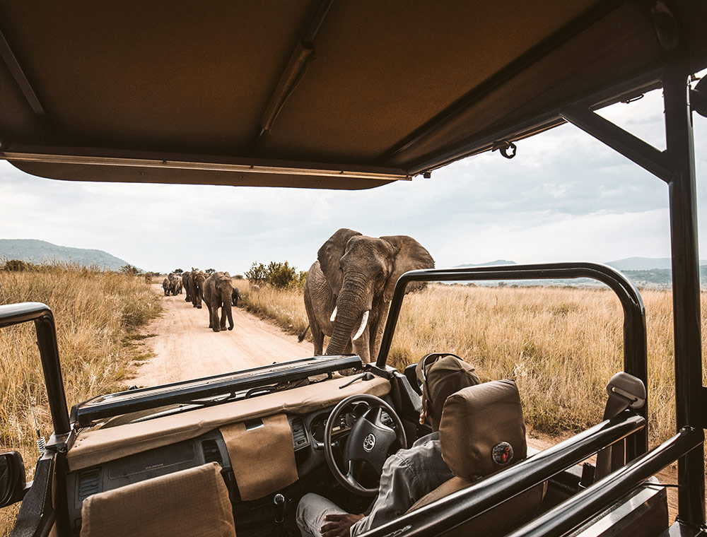 A driver in a typical safari car on a dusty road with several elephants coming towards him