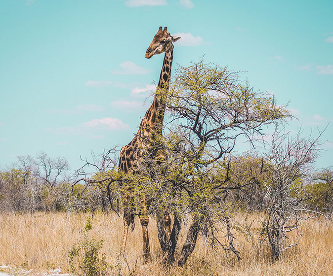 Spotting a giraffe on an African safari A giraffe standing behind a dry bush