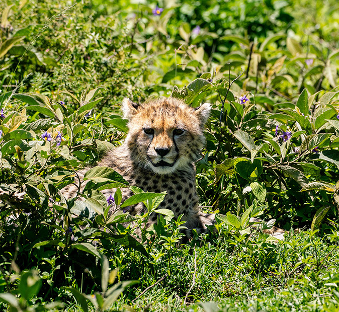 Spotting a cheetah on a safari in Tanzania A cheetah surrounded by green plants