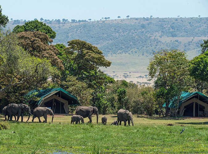 A budget friendly safari in Africa Elephants in front of 2 safari tents