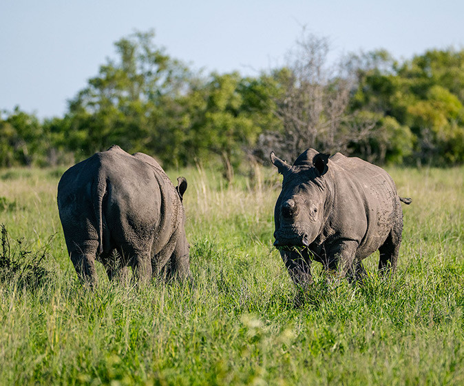 Rhinos on a safari in South Africa 2 rhinos in high grass with trees in the background