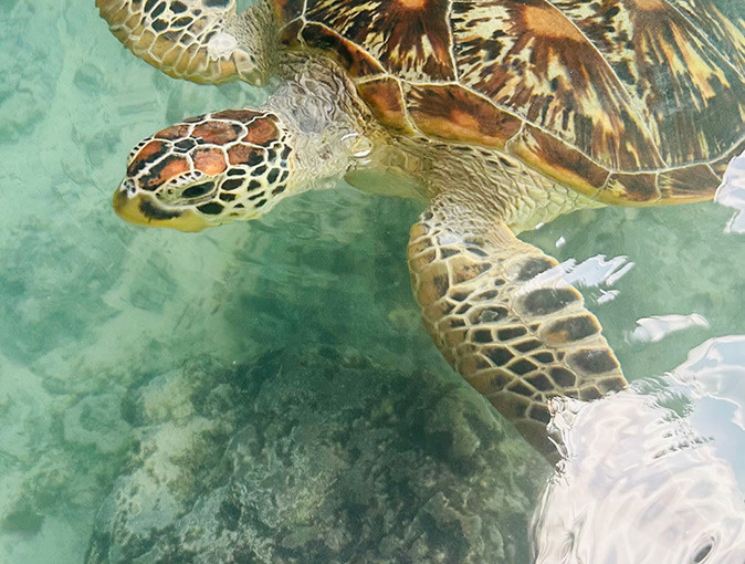 Close-up of a turtle in clear water
