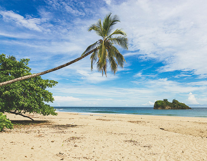 A white sandy beach with one palm tree