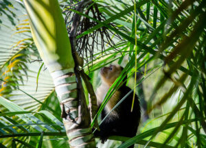 A monkey in lush tropical vegetation in Costa Rica