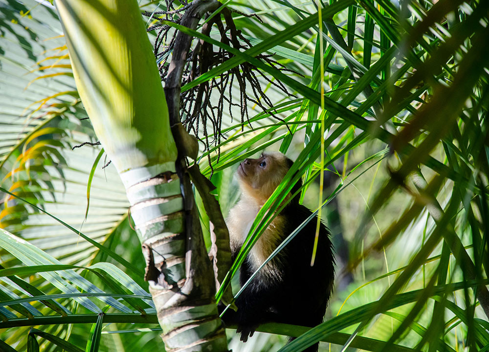 A monkey in lush tropical vegetation in Costa Rica
