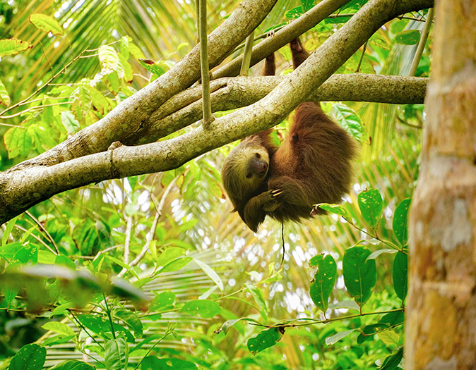 A sloth hanging on a tree with greenery in the background