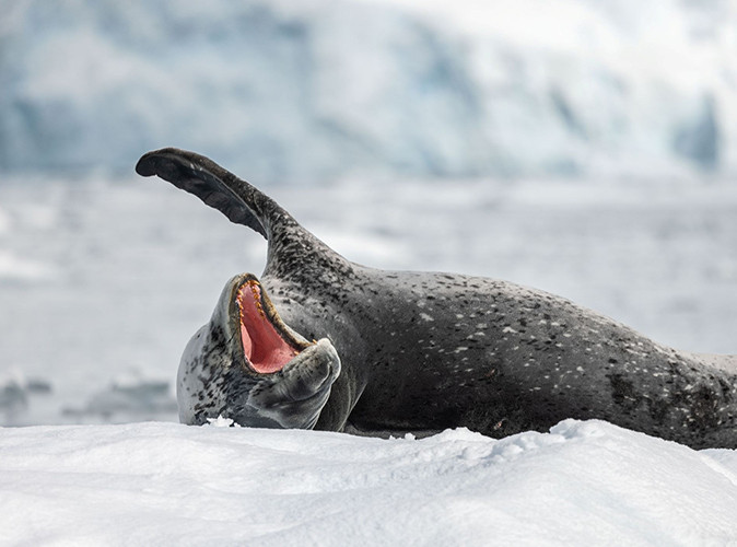 What to see on a Ross Sea cruise Close up of a seel lying on ice in Antarctica