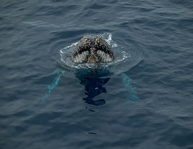 What to expect of a Ross Sea Antarctica cruise A whale sticking his head out of the water
