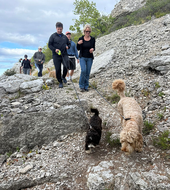 An after-work activity while on a workation in Sweden A group of people on a hike with 2 dogs in the foreground